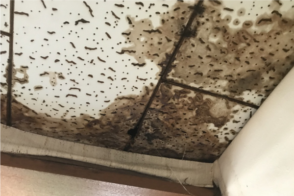 天井の雨漏りの様子
