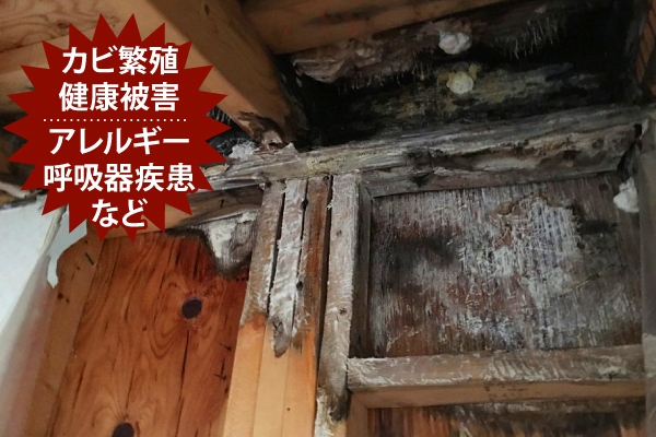 カビ繁殖、健康被害、アレルギー、呼吸器疾患など
