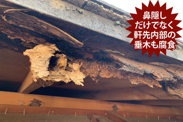 鼻隠しだけでなく軒先内部の垂木も腐食